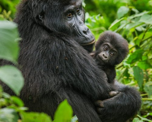 Female mountain gorilla (Gorilla beringei beringei) with a baby.