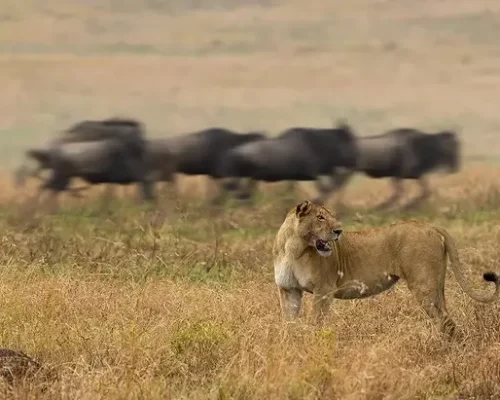 lions