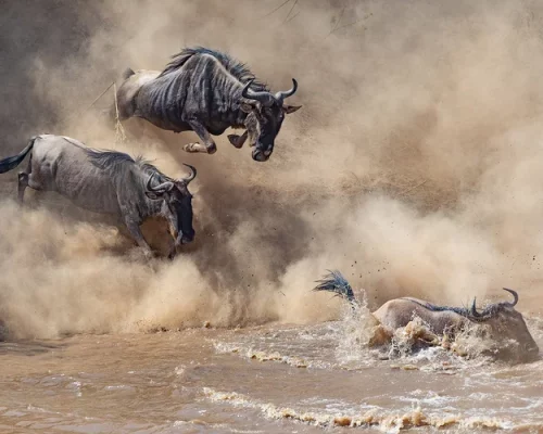Тhe+great+migration+Jumping+the+wildebeest-V1A9398